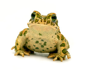 Image showing spotted toad sitting close-up