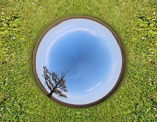 Image showing Stereographic panoramic projection of a green field with an tree