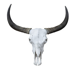 Image showing Buffalo head skeleton with long horns isolated on white backgrou