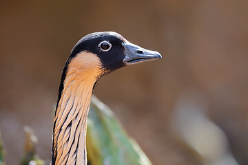 Image showing Hawaiian goose (Branta sandvicensis)