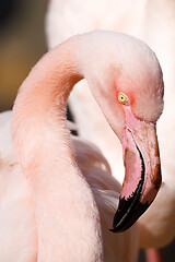 Image showing Rose flamingo (Phoenicopterus roseus)