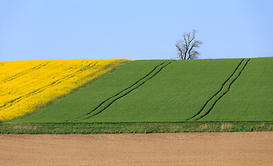 Image showing Yellow and green spring field