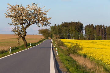 Image showing road with trees in spring