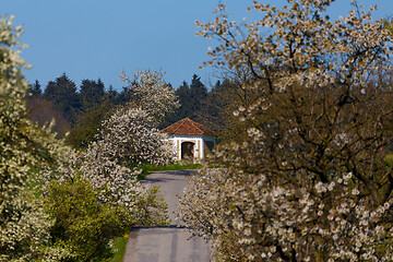 Image showing road with alley of apple trees in bloom