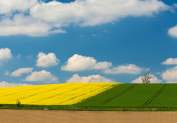 Image showing Yellow and green spring field