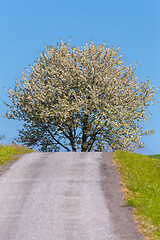 Image showing road and spring blooming tree in countryside