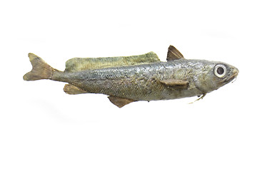 Image showing exotic fish 