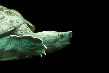 Image showing turtle