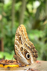 Image showing butterfly