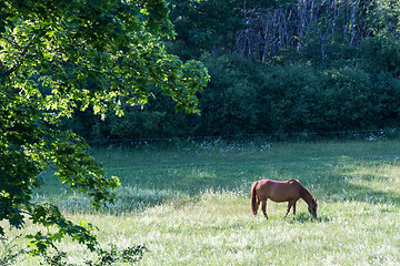 Image showing Grazing horse in a green summer landscape
