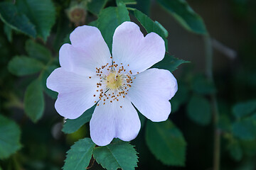 Image showing White wild rose flower head close up