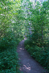 Image showing Footpath through a lush greenery