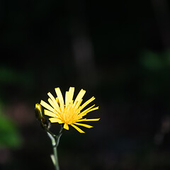 Image showing Yellow flower portrait