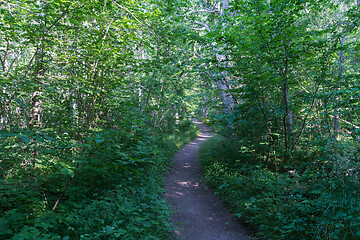 Image showing Empty footpath in a lush greenery