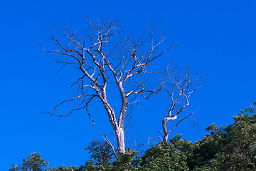 Image showing Wide dead tree by a blue sky