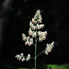 Image showing Blossom grass straw portrait