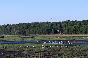 Image showing Geese in a wetland with birdwatching tower