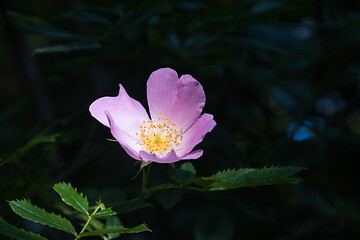 Image showing Pink wild rose flower head