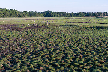 Image showing Geese in a tufted wetland