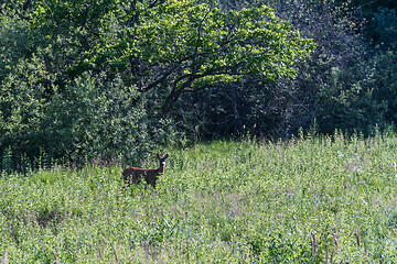 Image showing Roe deer in green vegetation