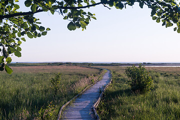 Image showing Wooden footpath in a green marshland