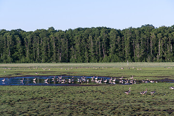 Image showing Geese in a marshland in summer season