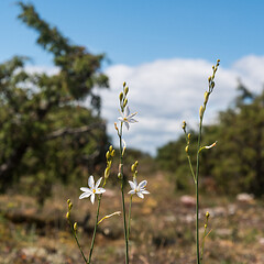 Image showing Branched St Bernard\'s-lily close up