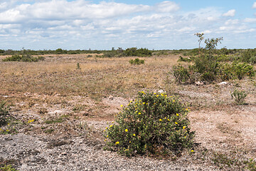 Image showing Blossom Shrubby cinquefoil in the wild