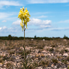 Image showing Blossom yellow Common Toadflax summer flower