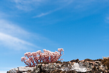 Image showing White stonecrop close up by a blue sky