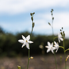 Image showing White blossom lily summer flower