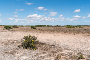 Image showing Blossom shrubby cinquefoil in a dry barren landscape