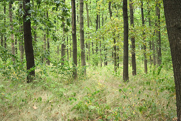 Image showing czech forest