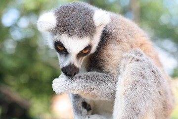 Image showing lemur monkey