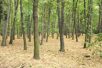 Image showing czech forest