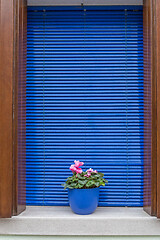 Image showing Blue Window Flower