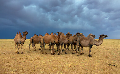 Image showing Group camels in steppe and storm sky