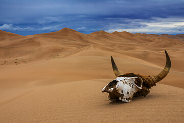 Image showing Bull skull in sand desert and storm clouds