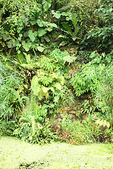 Image showing jungle