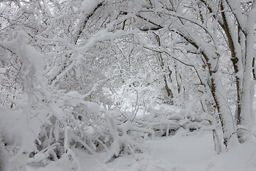 Image showing snow covered branches in winter forest