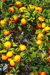 Image showing fresh ripe orange on plant