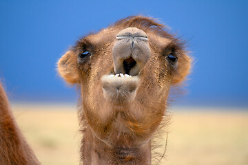 Image showing Bactrian camel portrait in desert