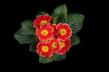 Image showing spring flower