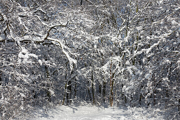 Image showing winter forest covered with snow