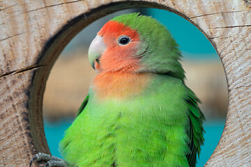 Image showing Lilian\'s lovebird green exotic parrot bird