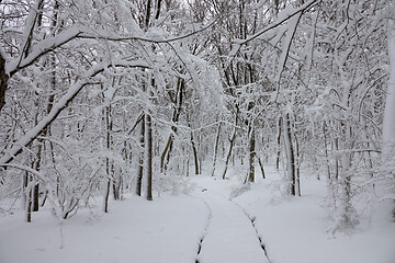 Image showing Snow road in winter forest