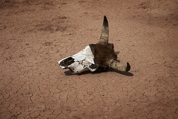 Image showing Cow skull on dry cracked soil at drought