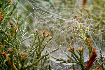 Image showing Raindrops on web in juniper needles