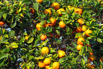 Image showing fresh ripe orange on plant