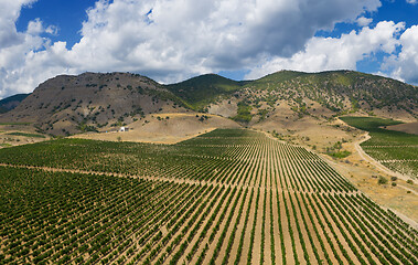 Image showing Aerial view of mountain vineyard in Crimea